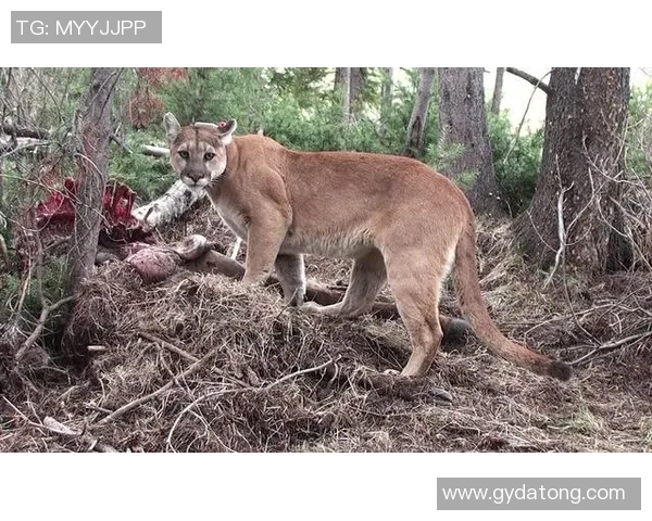 美洲豹与美洲狮的生存竞争与生态角色探讨